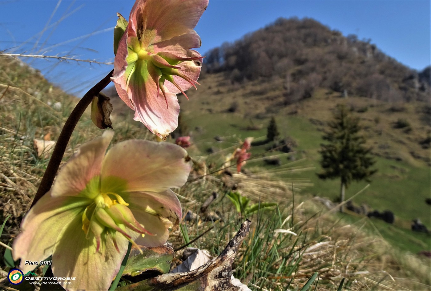 45 Ellebori (Helleborus niger) per il Monte Zucco.JPG